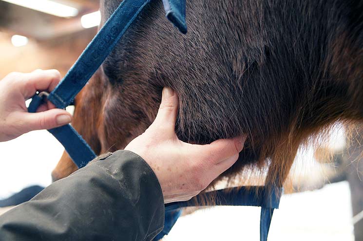 Puls fühlen: An der Innenseite der Ganasche verläuft die Gesichtsarterie.
